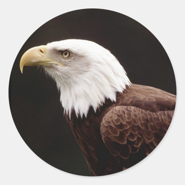 American Bald Eagle Sticker (Vorderseite)
