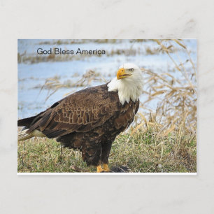 American Bald Eagle sur carte postale
