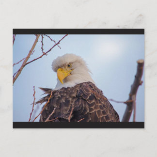 American Bald Eagle VII Postcard Postkarte
