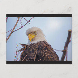 American Bald Eagle VII Postcard Postkarte