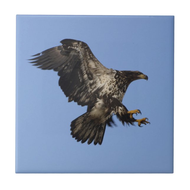American Bald Eagle Wildlife Tile Fliese (Vorderseite)