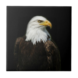 American Bald Headed Eagle Wildlife Bird Foto Fliese
