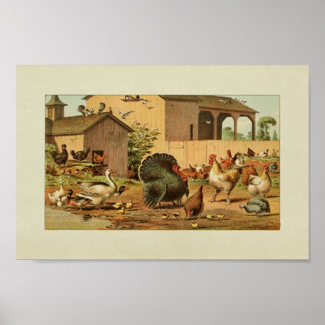 American Bauer Vintag Print Turkey Ducks Poster (Vorne)