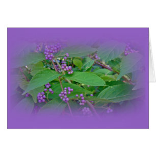 American Beautyberry (Callicarpa americana)