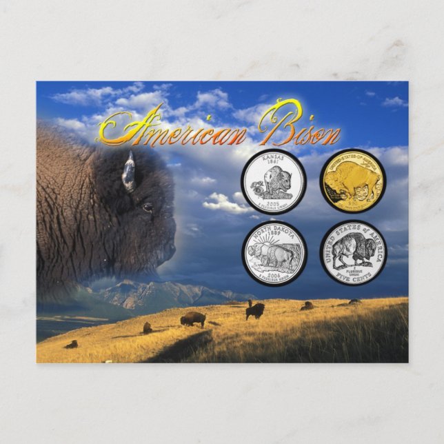 American Bison auf Münzen Postkarte (Vorderseite)