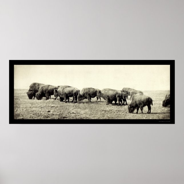 American Bison Buffalo Foto 1906 Poster (Vorne)