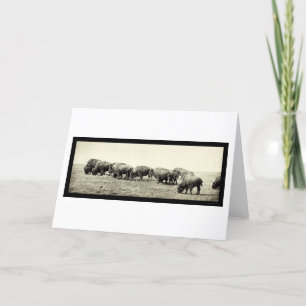 American Bison Buffalo Photo 1906 Karte