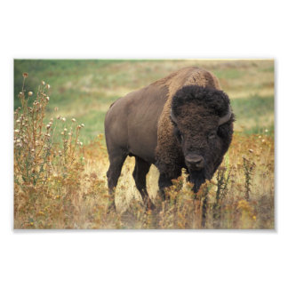 American Bison Foto Print