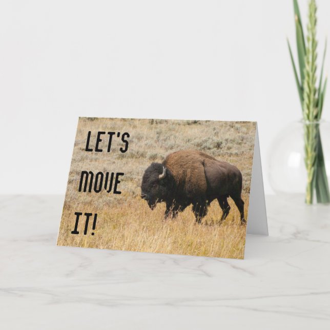American Bison Grazing in Meadow Grass Fotografy Karte (Vorderseite)