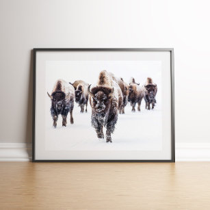 American Bison Herd in Snow Wall art Poster