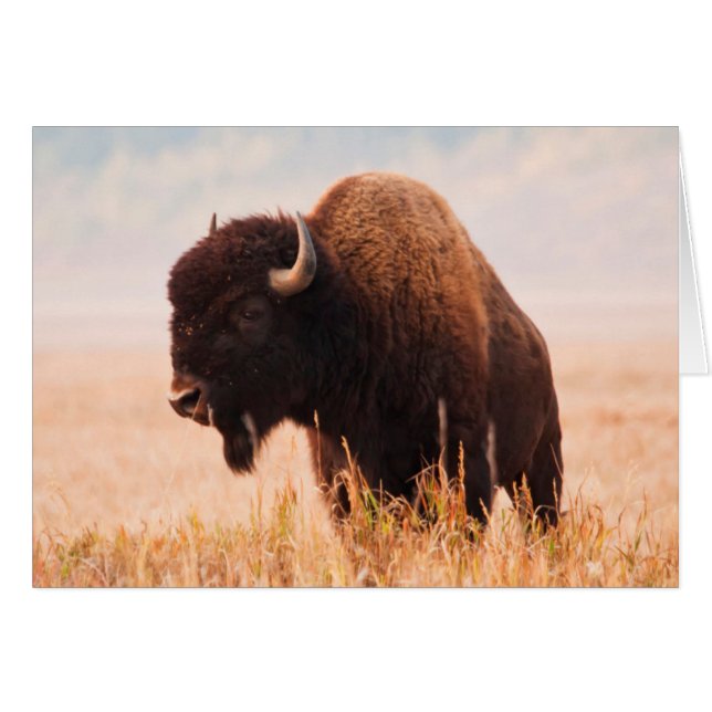 American Bison Herd in Teton 2 (Vorderseite (Horizontal))
