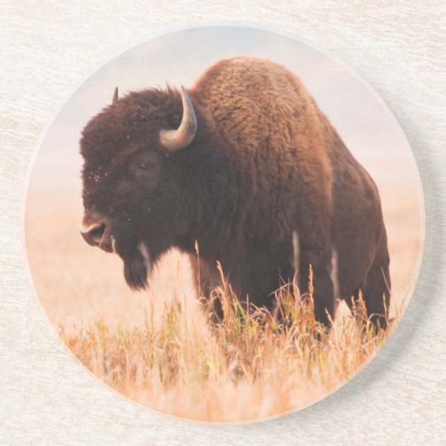American Bison Herd in Teton 2 Sandstein Untersetzer (Vorne)