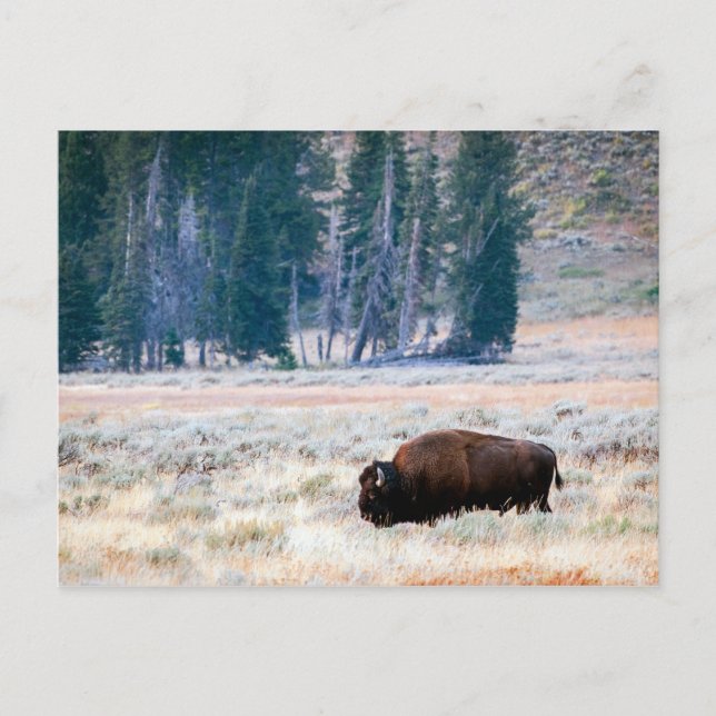 American Bison in Yellowstone Nationalpark Postkarte (Vorderseite)