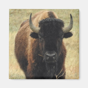 American Bison Magnet
