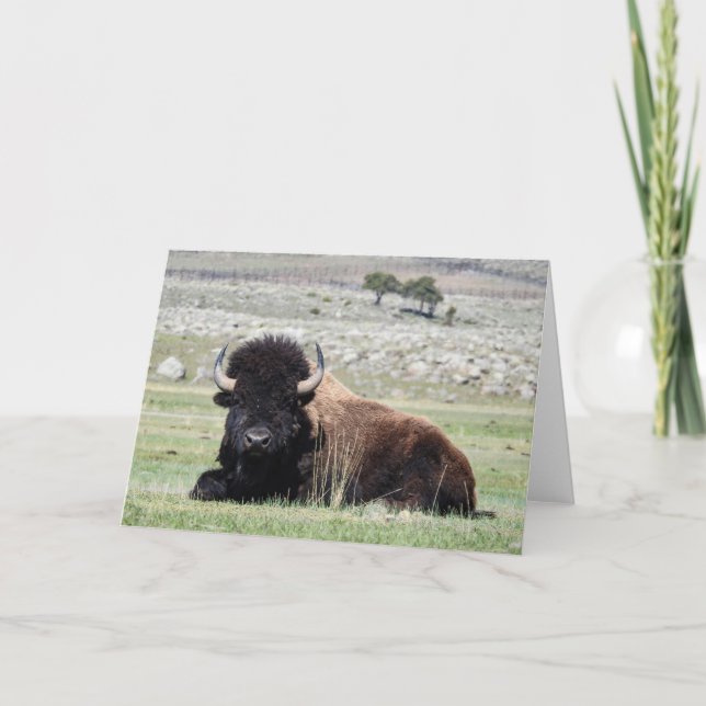 American Bison Notecard Karte (Vorderseite)