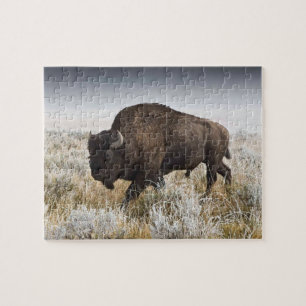 American Bison oder Buffalo