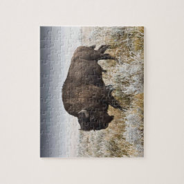 American Bison oder Buffalo