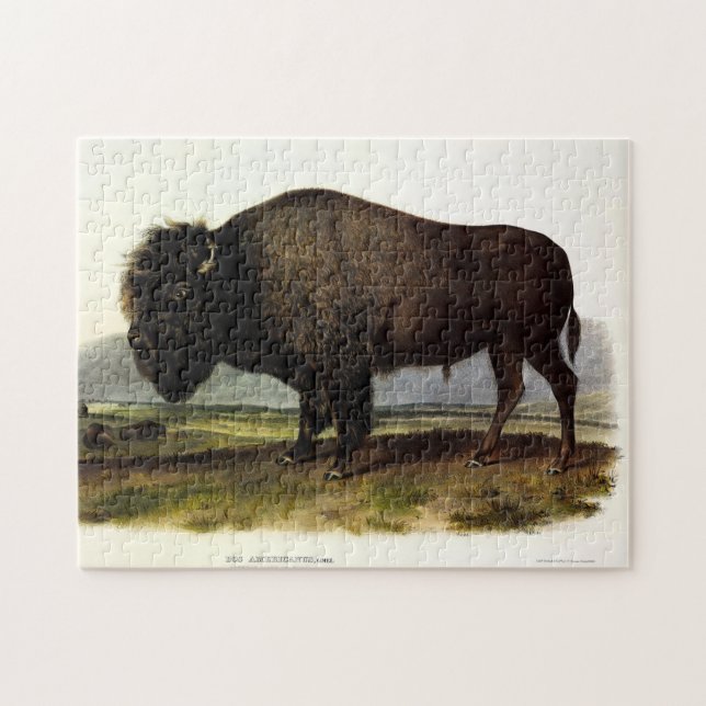 American Bison, oder Buffalo (Bison bison) - Audub (Horizontal)