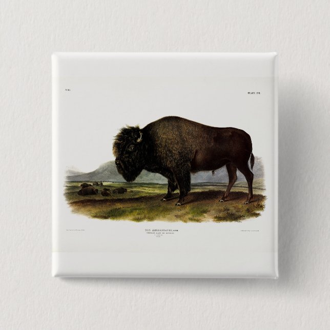 American Bison, oder Buffalo (Bison bison) - Audub Button (Vorderseite)