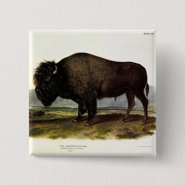 American Bison, oder Buffalo (Bison bison) - Audub Button (Vorderseite)