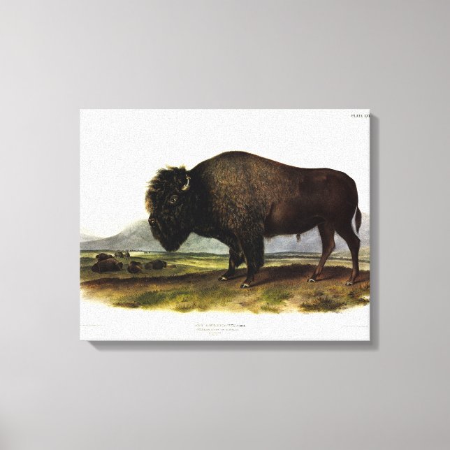 American Bison, oder Buffalo (Bison bison) - Audub Leinwanddruck (Vorderseite)