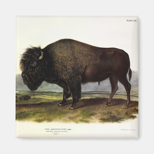 American Bison, oder Buffalo (Bison bison) - Audub Magnet (Vorne)