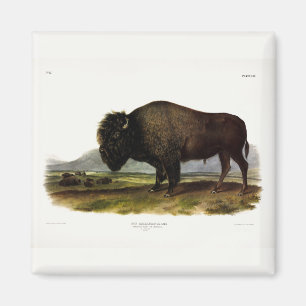 American Bison, oder Buffalo (Bison bison) - Audub Magnet