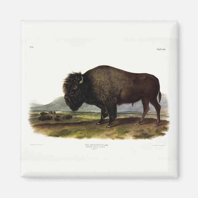 American Bison, oder Buffalo (Bison bison) - Audub Magnet (Vorne)