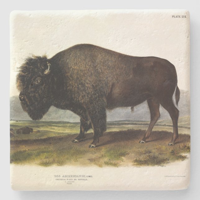 American Bison, oder Buffalo (Bison bison) - Audub Steinuntersetzer (Vorderseite)