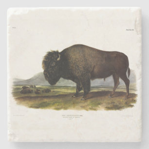 American Bison, oder Buffalo (Bison bison) - Audub Steinuntersetzer
