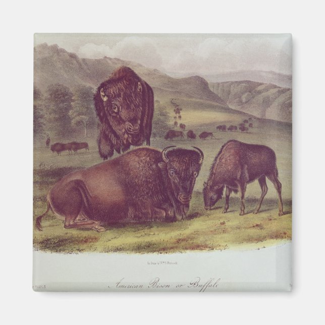 American Bison oder Buffalo Magnet (Vorne)