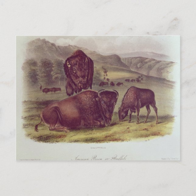 American Bison oder Buffalo Postkarte (Vorderseite)