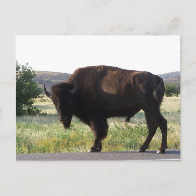 American Bison Oklahoma Postcard Postkarte (Vorderseite)