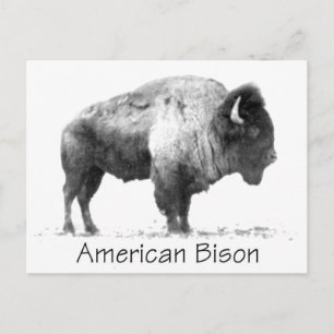 American Bison Postkarte