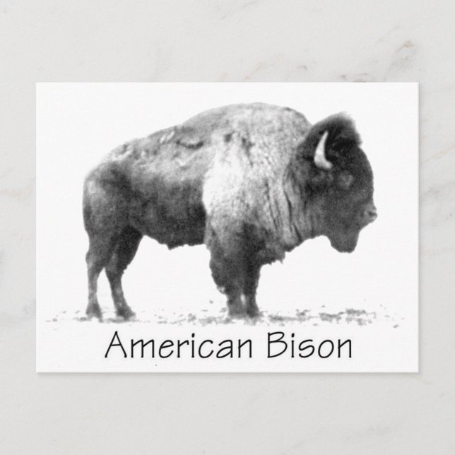 American Bison Postkarte (Vorderseite)