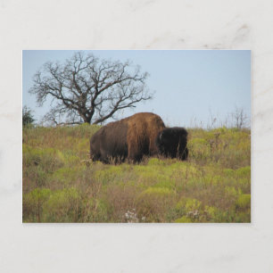 American Bison Postkarte