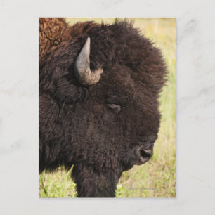 American Bison, South Dakota Postkarte