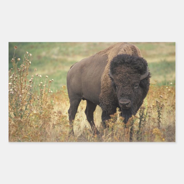 American Bison Stickers (Vorderseite)