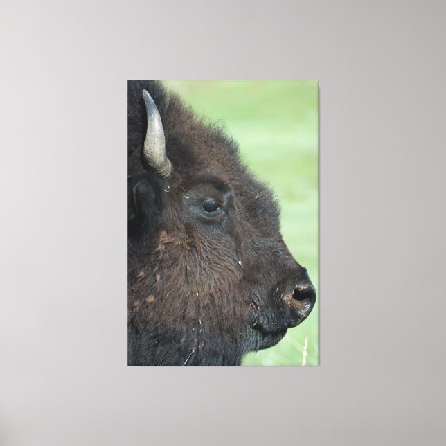 American Bison Up Nah - Wildlife Fotografy Leinwanddruck (Vorderseite)