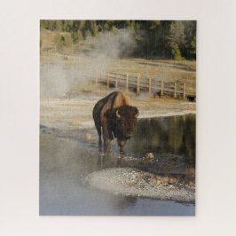 American Bison Yellowstone Wildlife Fotografy