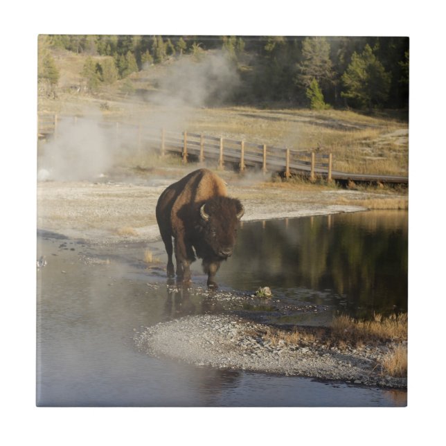 American Bison Yellowstone Wildlife Fotografy Fliese (Vorderseite)