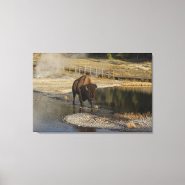 American Bison Yellowstone Wildlife Fotografy Leinwanddruck