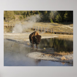 American Bison Yellowstone Wildlife Fotografy Poster