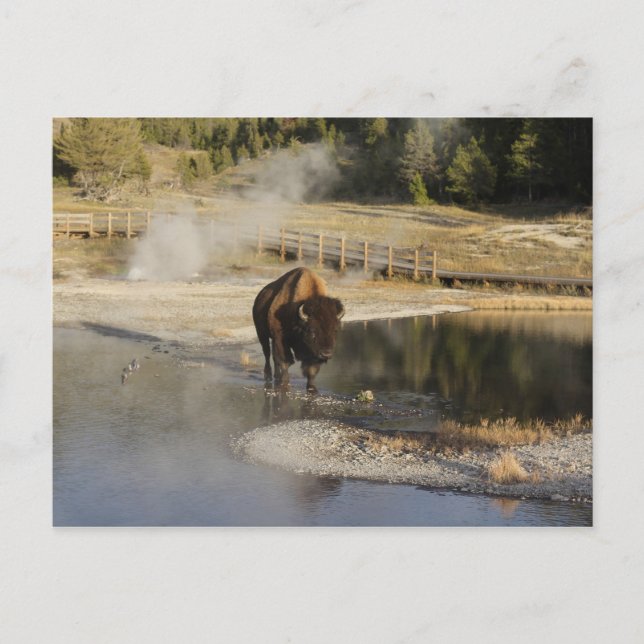 American Bison Yellowstone Wildlife Fotografy Postkarte (Vorderseite)