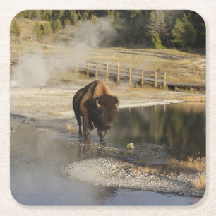 American Bison Yellowstone Wildlife Fotografy Rechteckiger Pappuntersetzer