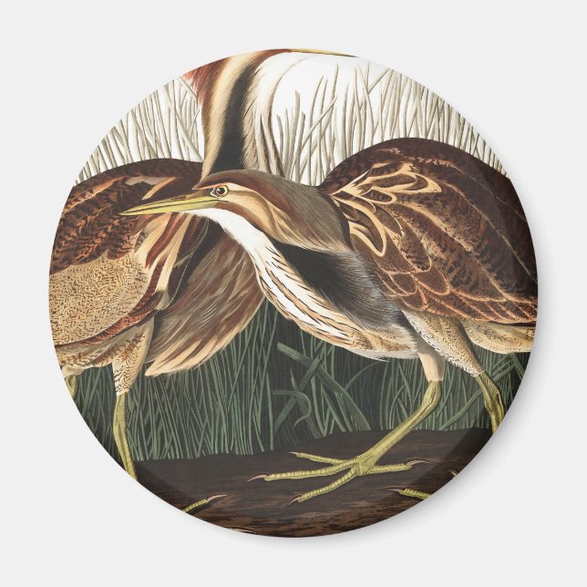 American Bittern von John James Audubon Magnet (Vorne)