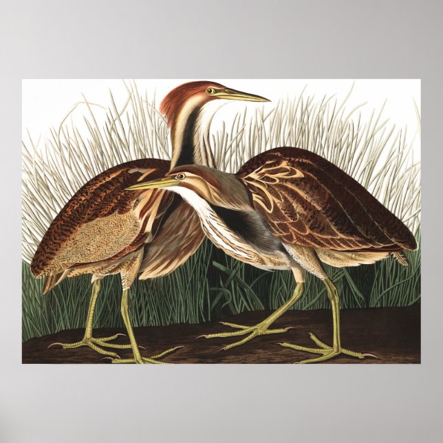 American Bittern von John James Audubon Poster (Vorne)
