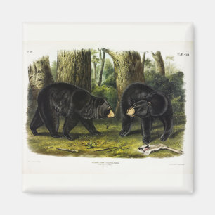 American Black Bar (Ursus Americanus) von Audubon Magnet