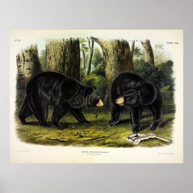 American Black Bar (Ursus Americanus) von Audubon Poster (Vorne)