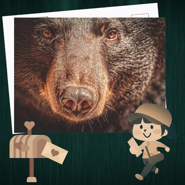 American Black Bear Closeup Postkarte (Von Creator hochgeladen)